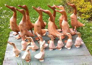 Bamboo Ducks, ducklings,